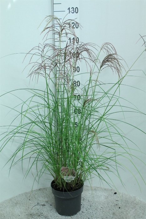 <h4>Miscanthus sin. 'Flamingo'</h4>