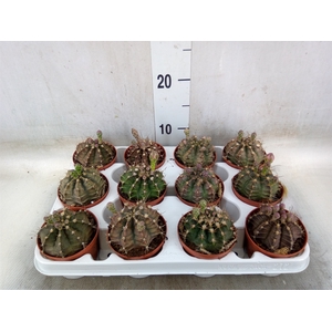 Gymnocalycium mihanov.   ...
