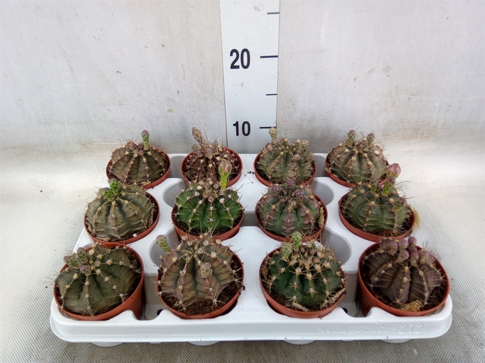 <h4>Gymnocalycium mihanov.   ...</h4>