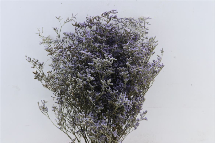 <h4>Dried Limonium Diamond Blue Bunch</h4>