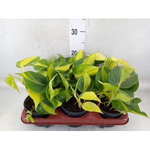 Philodendron scand. 'Brasil'
