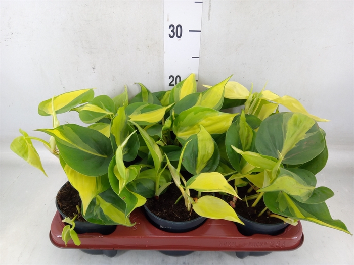 <h4>Philodendron scand. 'Brasil'</h4>