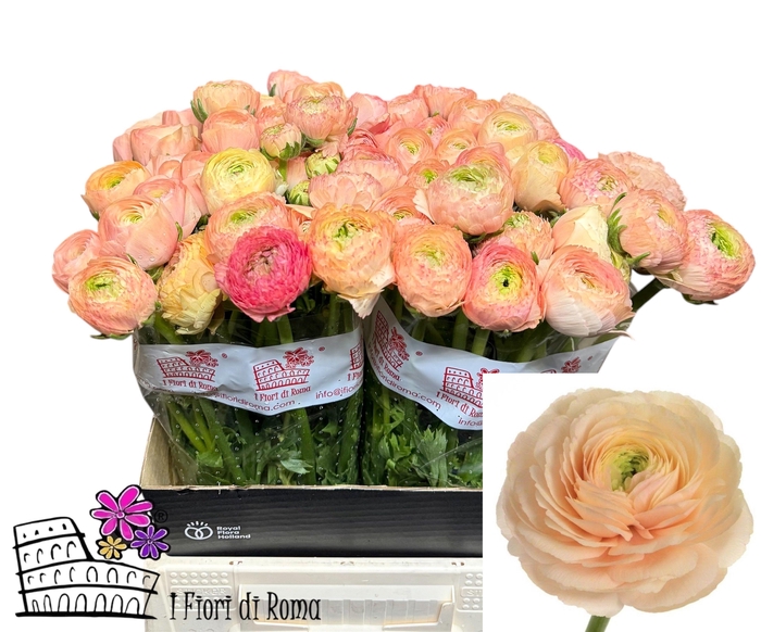 <h4>RAN SU TUAREG</h4>