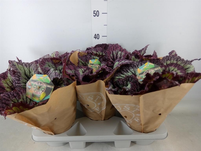 <h4>Begonia BD ...</h4>