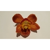 Cymbidium 12/15 Orange/Gold Bl pst
