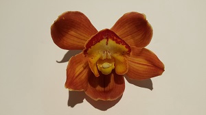 Cymbidium 12/15 Orange/Gold Bl pst