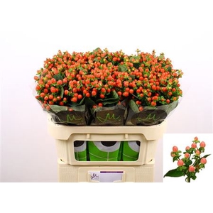 Hyp Tomato Flair