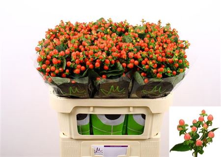Hyp Tomato Flair