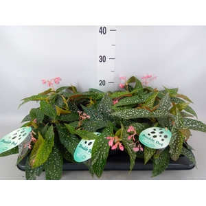 Begonia BD 'Double Dot'
