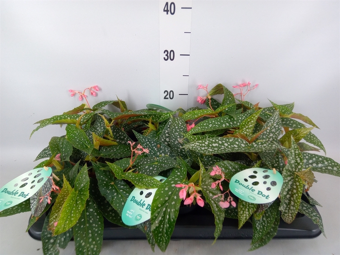 <h4>Begonia BD 'Double Dot'</h4>