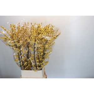 Ilex Citronella