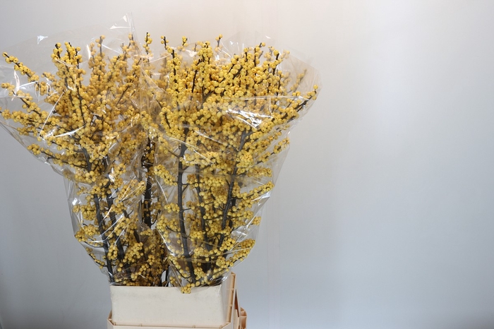 <h4>Ilex Citronella</h4>