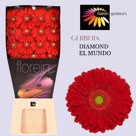 <h4>Gerbera El Mundo Diamond</h4>