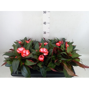 Impatiens NG 'Tamarinda Red Bicol'