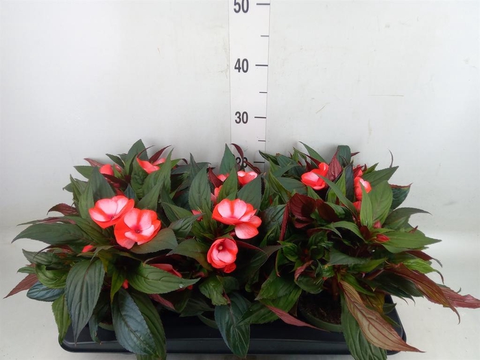 <h4>Impatiens NG 'Tamarinda Red Bicol'</h4>