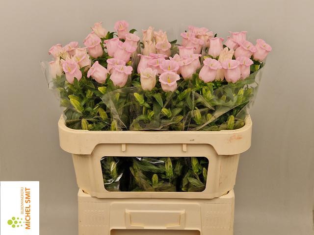 <h4>CAMP M PEARL PINK</h4>