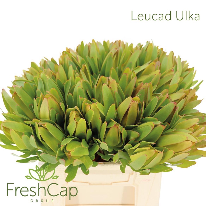 <h4>Leucad Ulka</h4>