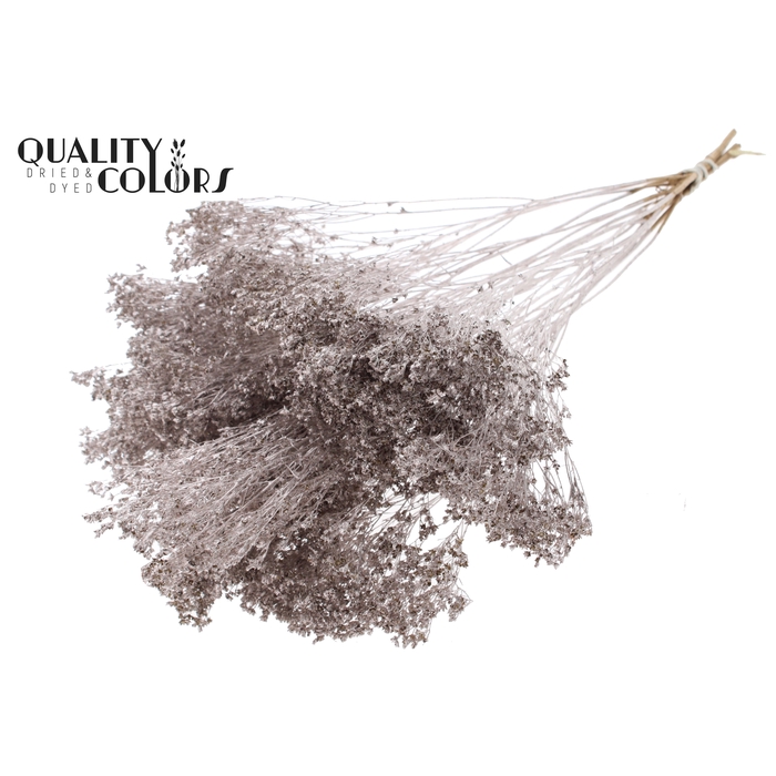 <h4>Broom Bloom p/bunch in poly Champagne</h4>