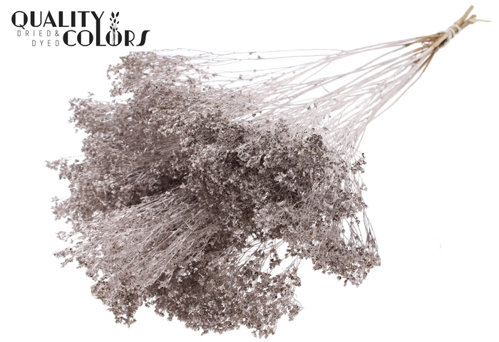 <h4>Broom Bloom p/bunch in poly Champagne</h4>