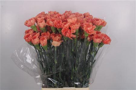 <h4>Di St Lion King</h4>