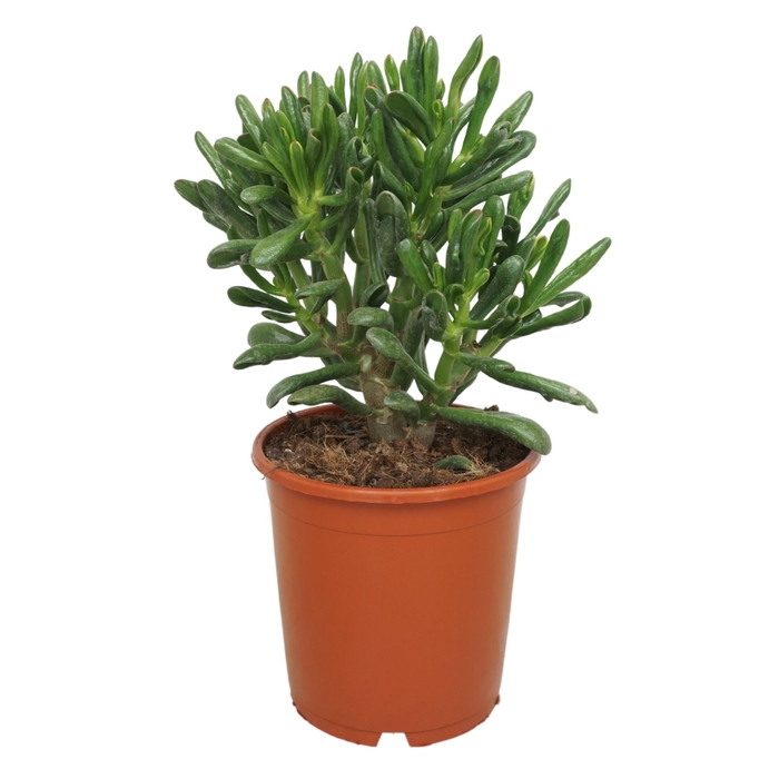 <h4>Crassula Horn Tree</h4>