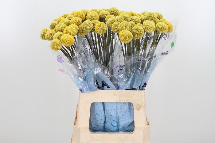 <h4>Craspedia Paint Pop</h4>