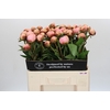 Paeonia Albert Crousse