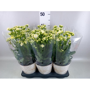 Kalanchoe  'Sunny White'