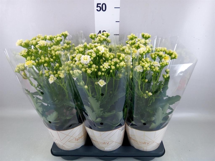 <h4>Kalanchoe  'Sunny White'</h4>