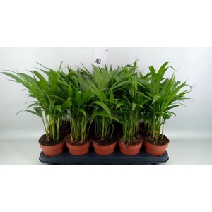 Dypsis lutescens   ...Chrysalidoca
