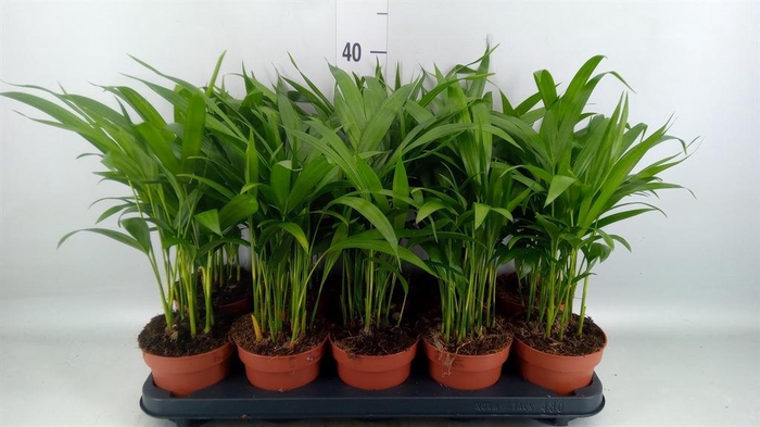 <h4>Dypsis lutescens   ...Chrysalidoca</h4>