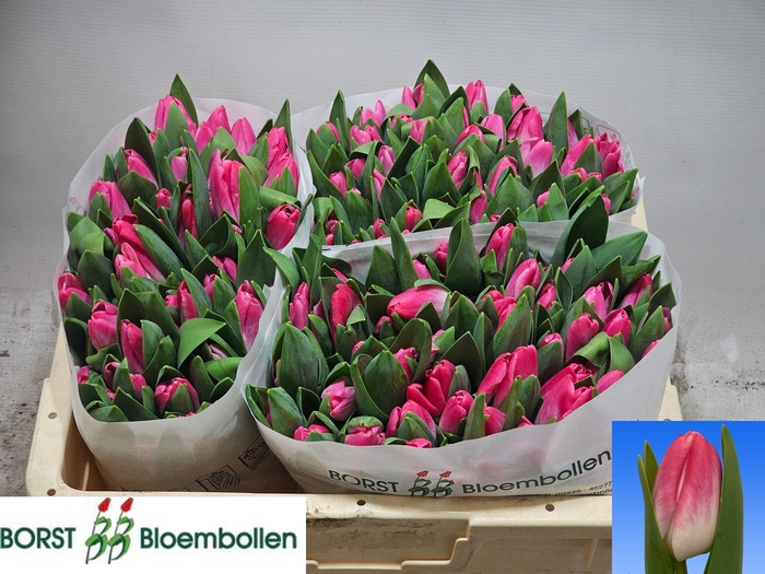 <h4>TU EN CONTIGO</h4>