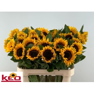 HELIANTHUS AN. 'SUNRICH ORANGE'