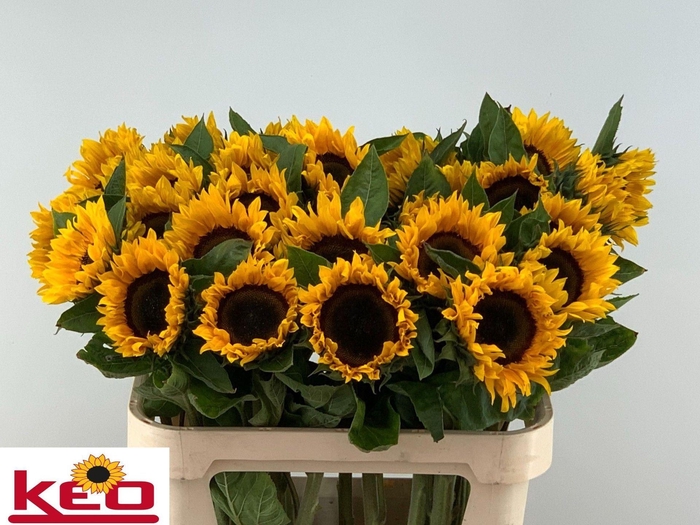 <h4>HELIANTHUS AN. 'SUNRICH ORANGE'</h4>