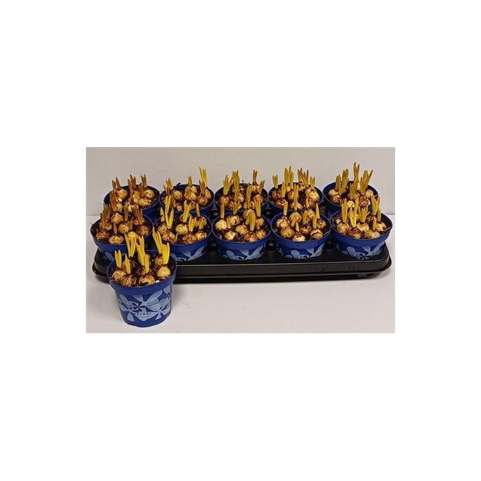 <h4>** Muscar Armeniacum * Winter Promo *</h4>