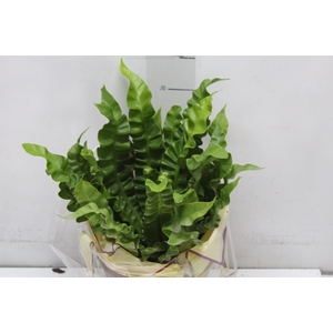 ASPLENIUM CRISPY WAVE P17