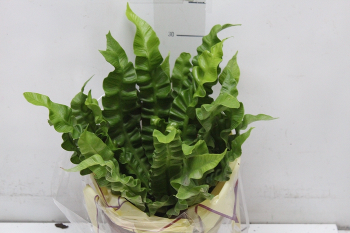 <h4>ASPLENIUM CRISPY WAVE P17</h4>