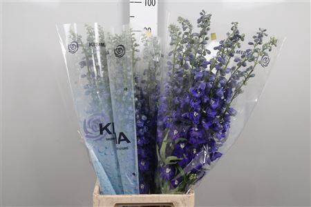 <h4>Delphinium DU 'Candle Blue Shades'</h4>