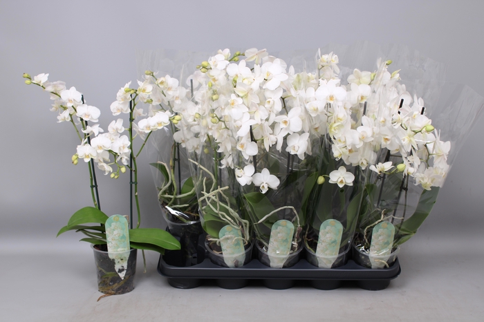 <h4>PHAL MF OV WIT</h4>