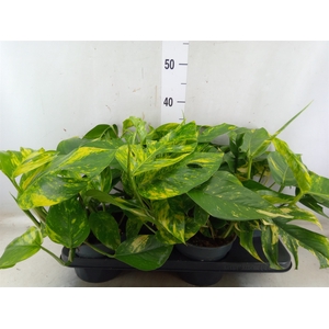 Epipremnum   ...