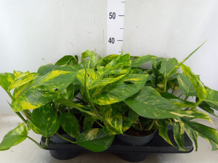 <h4>Epipremnum   ...</h4>