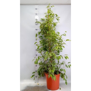 Ficus benja. 'Golden King'