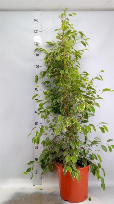 <h4>Ficus benja. 'Golden King'</h4>