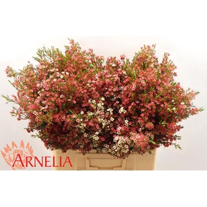 CHAME UN MY SWEET 16