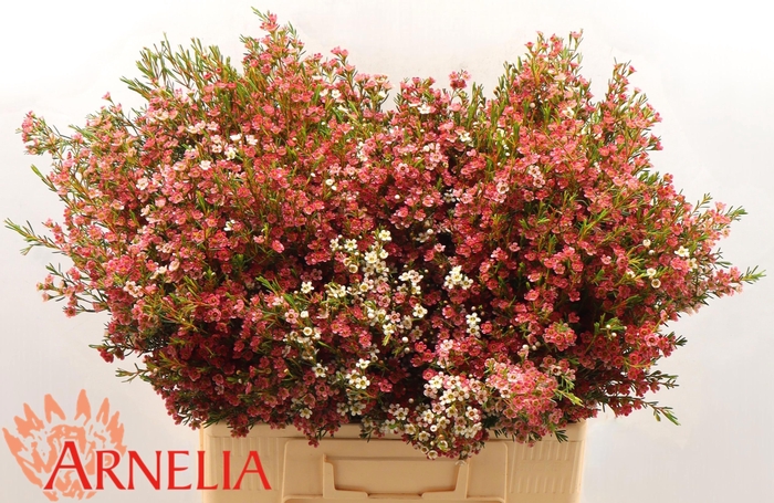 <h4>CHAME UN MY SWEET 16</h4>