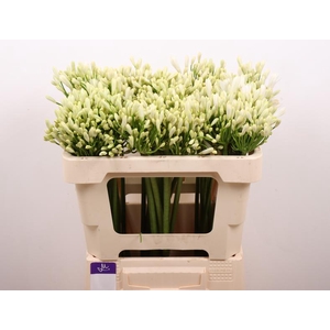 Agapanthus Gletsjer Kenia Marginpar