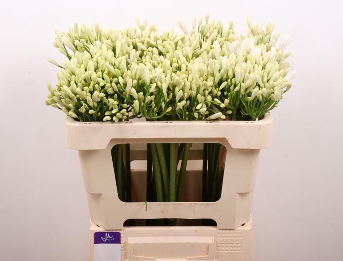 <h4>Agapanthus Gletsjer Kenia Marginpar</h4>