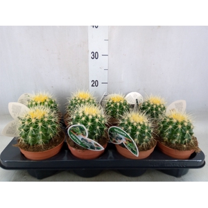 Echinocactus grusonii
