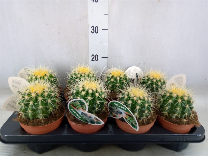 <h4>Echinocactus grusonii</h4>