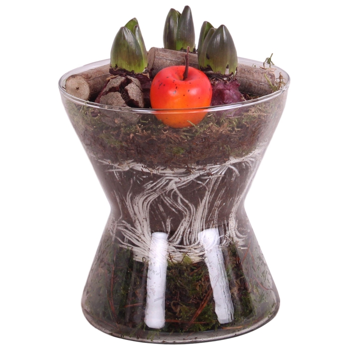 <h4>Bulbs Winter Arr. Hyacint Glass Hourglass Ø16cm 3PP</h4>